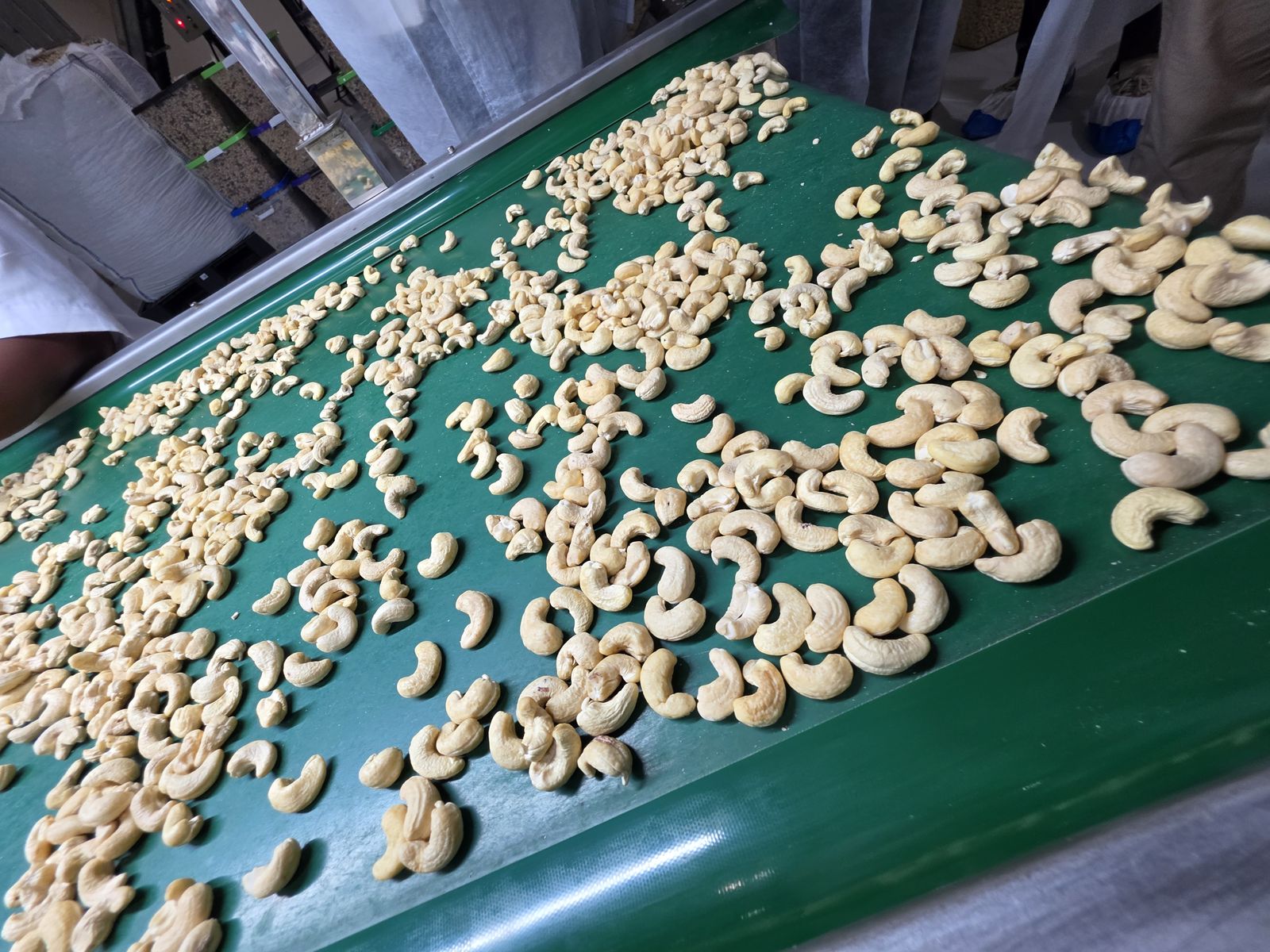 Whole white cashew kernels spread on a green sorting belt for manual grading