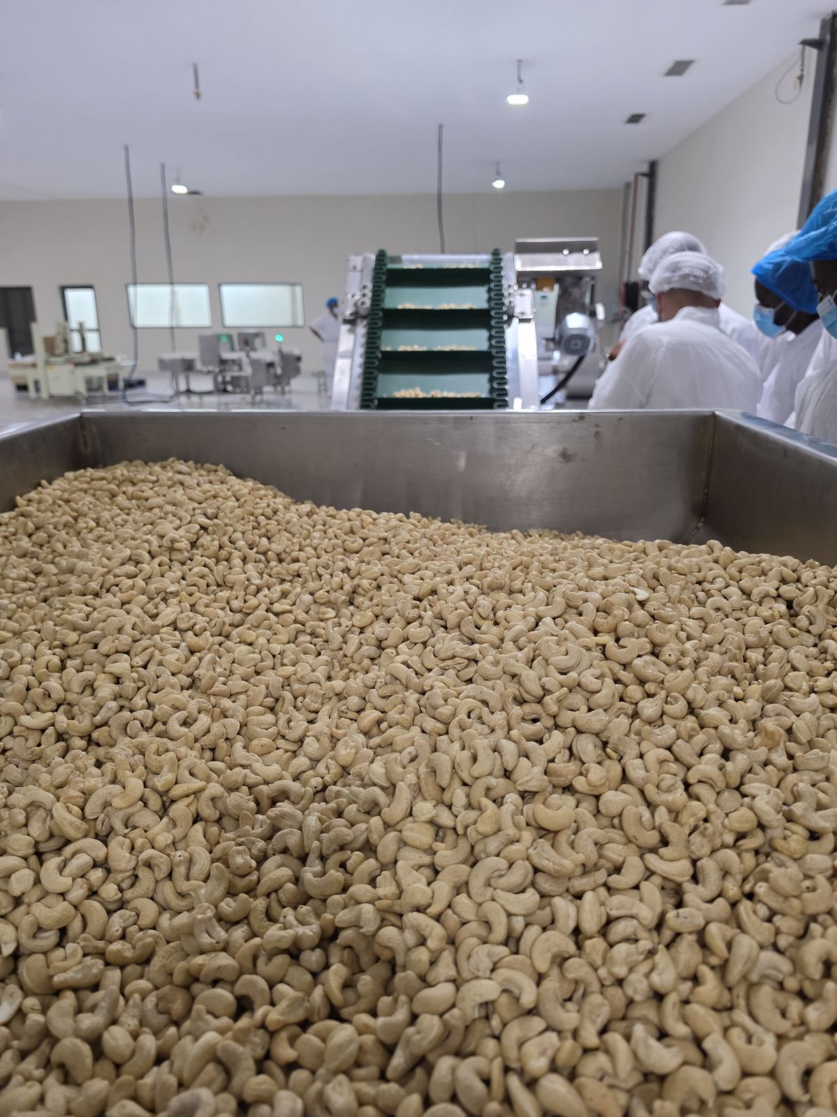 White cashew kernels at quality-control stage in an Ivorian processing plant