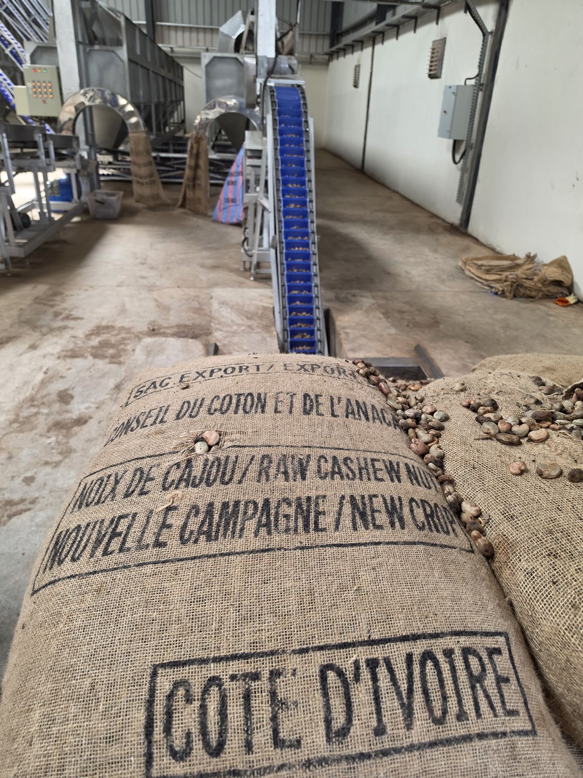 Official Côte d'Ivoire raw cashew nut export jute bag at factory intake