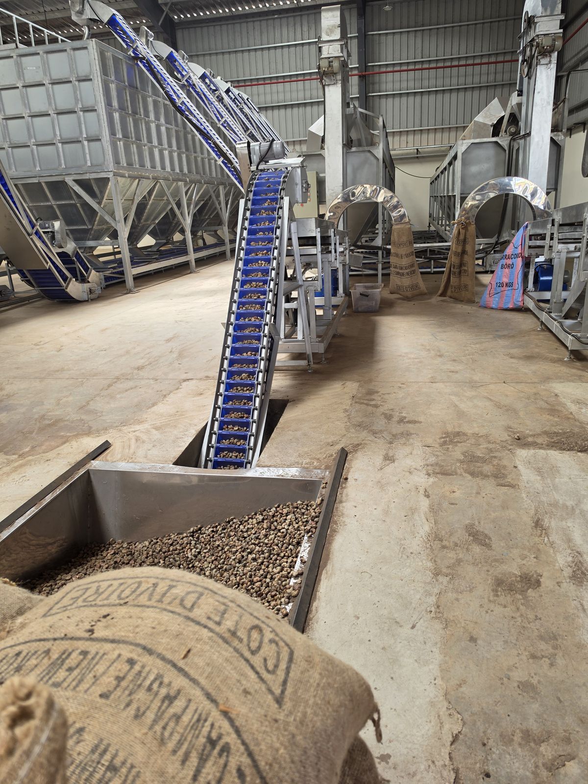 Raw cashew nuts on the intake conveyor of the processing plant