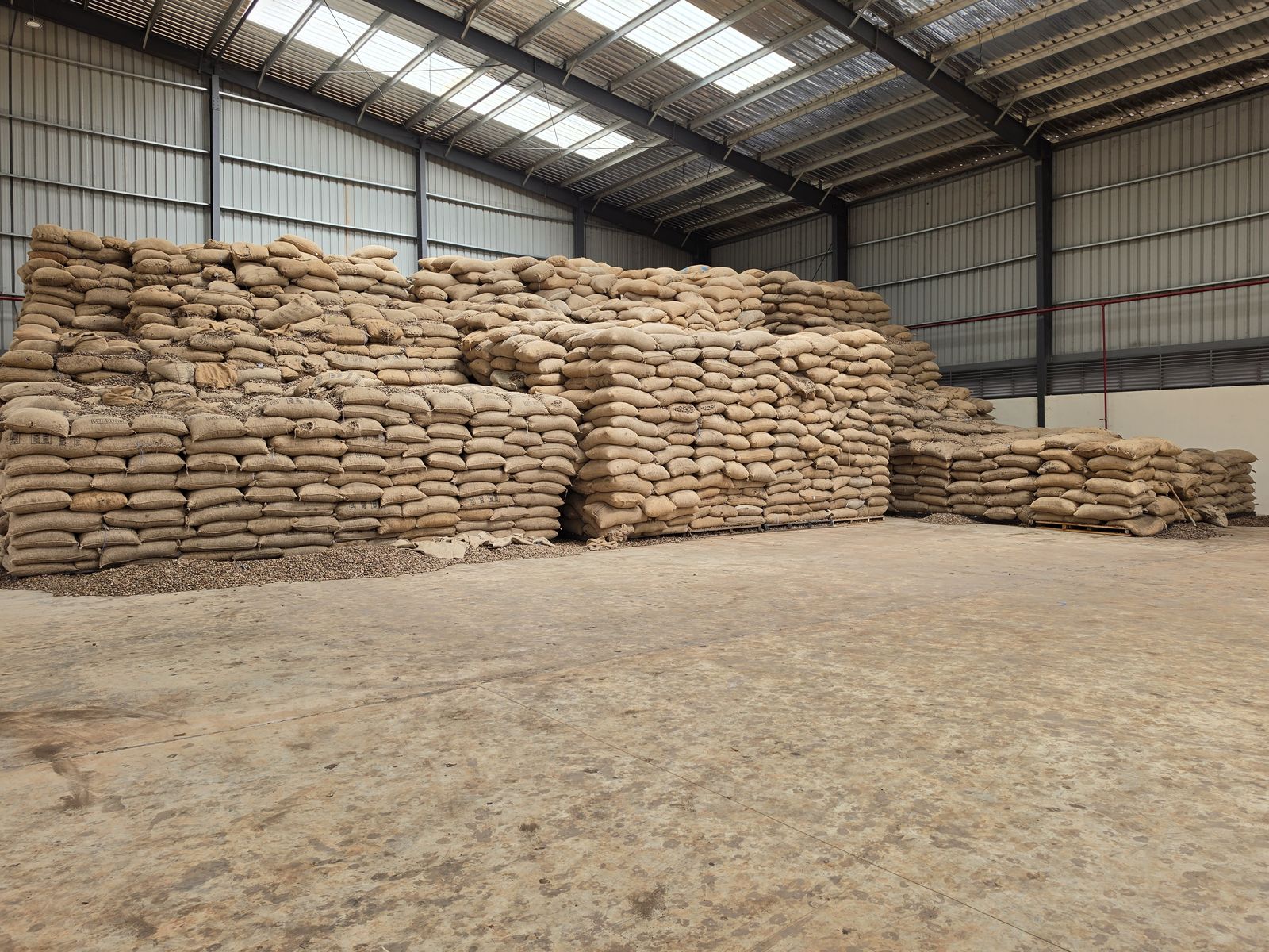 Raw cashew nut warehouse with stacked jute bags