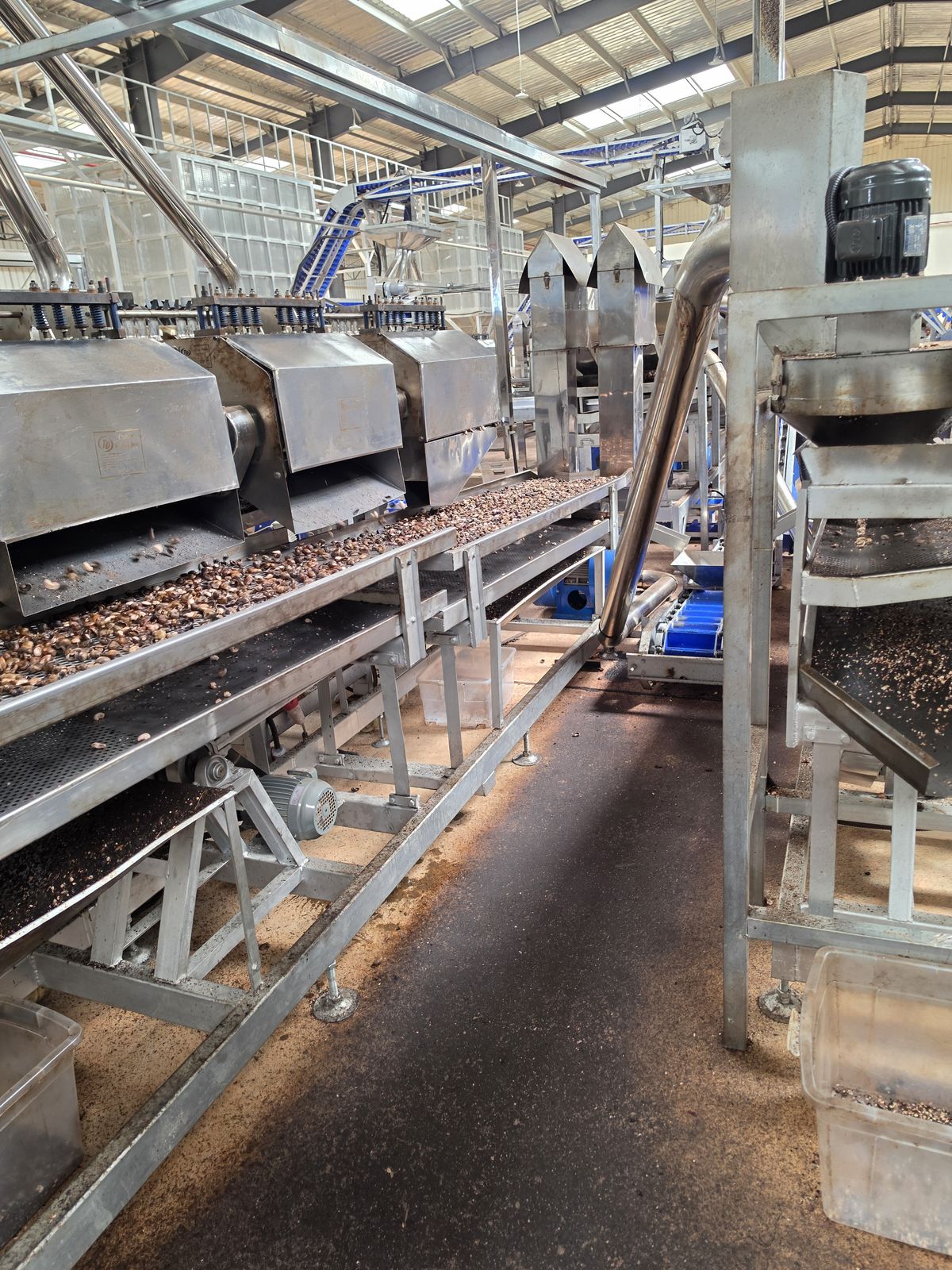 Automated cashew shelling lines in operation