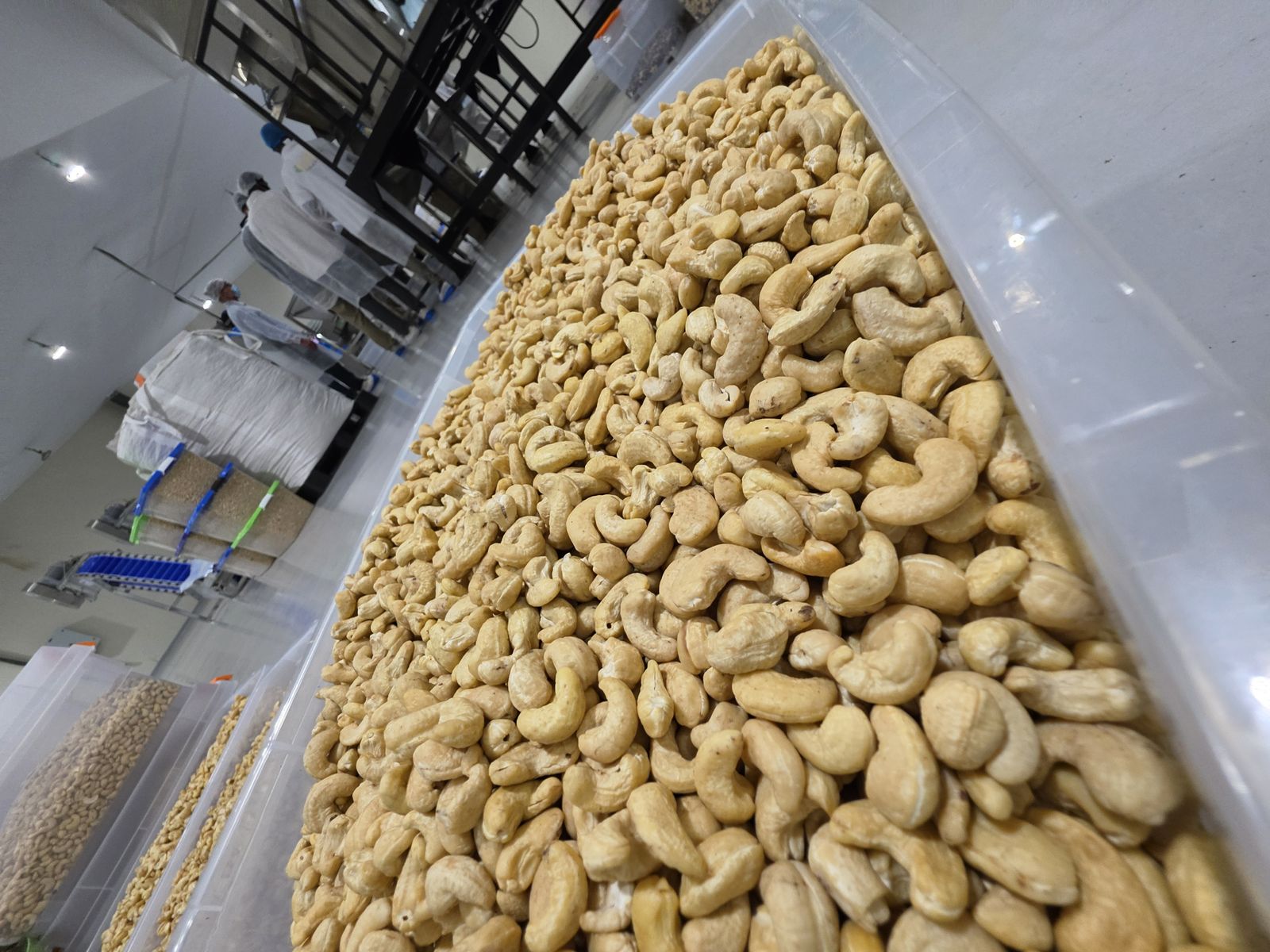 Close-up of graded WW320 white cashew kernels in a food-grade bin