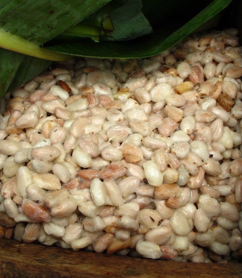 Freshly harvested cocoa beans starting fermentation