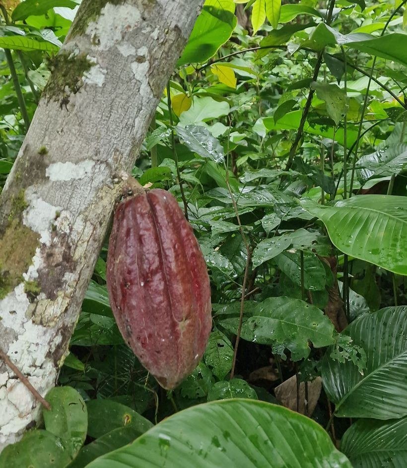 Cocoa pod ripening under forest shade in the Affery terroir, Côte d'Ivoire