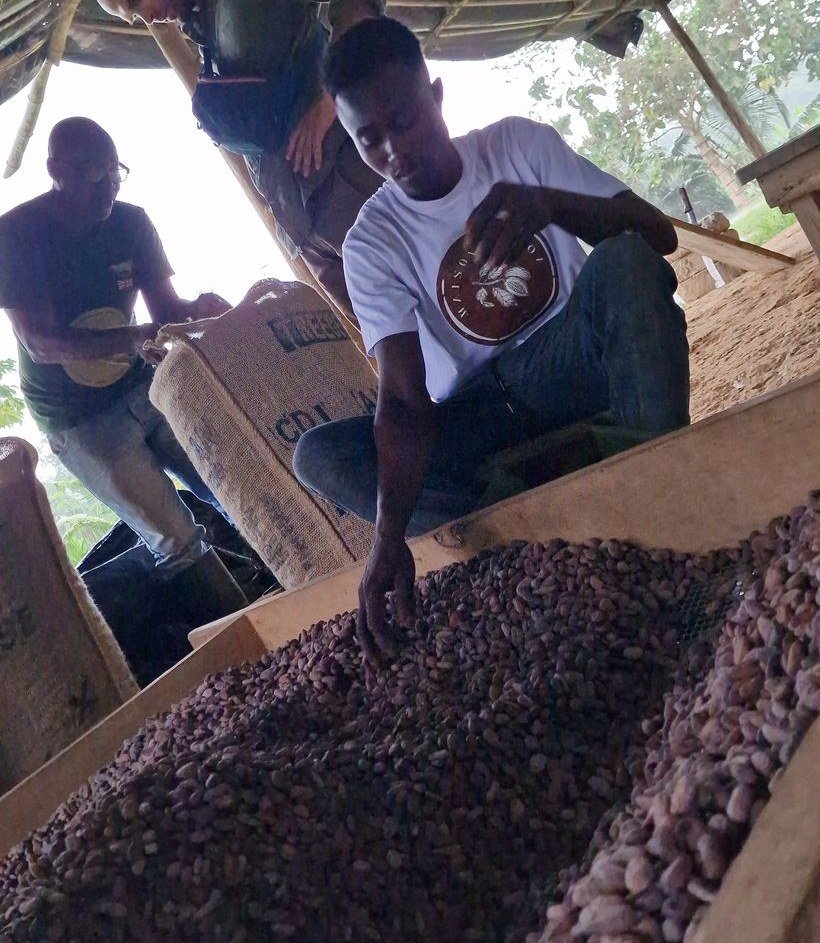 Hand sorting of fermented cocoa beans