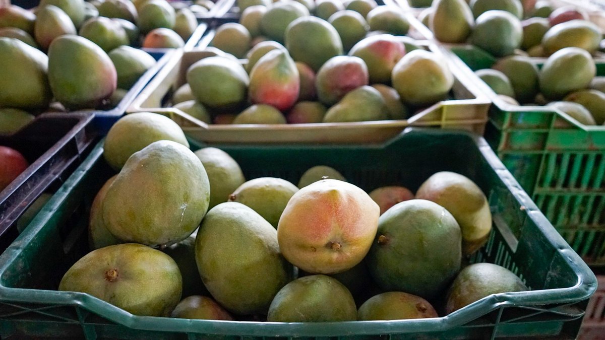 Cold chain for fresh mango export from Côte d'Ivoire