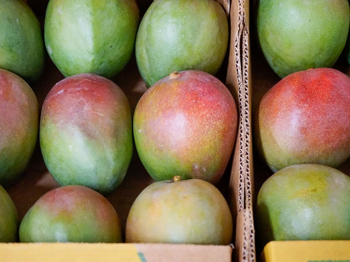 Fresh export mango from Côte d'Ivoire