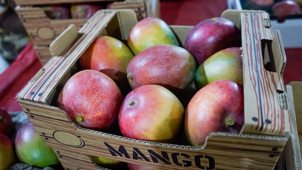 Ripe Kent mango, the reference export variety