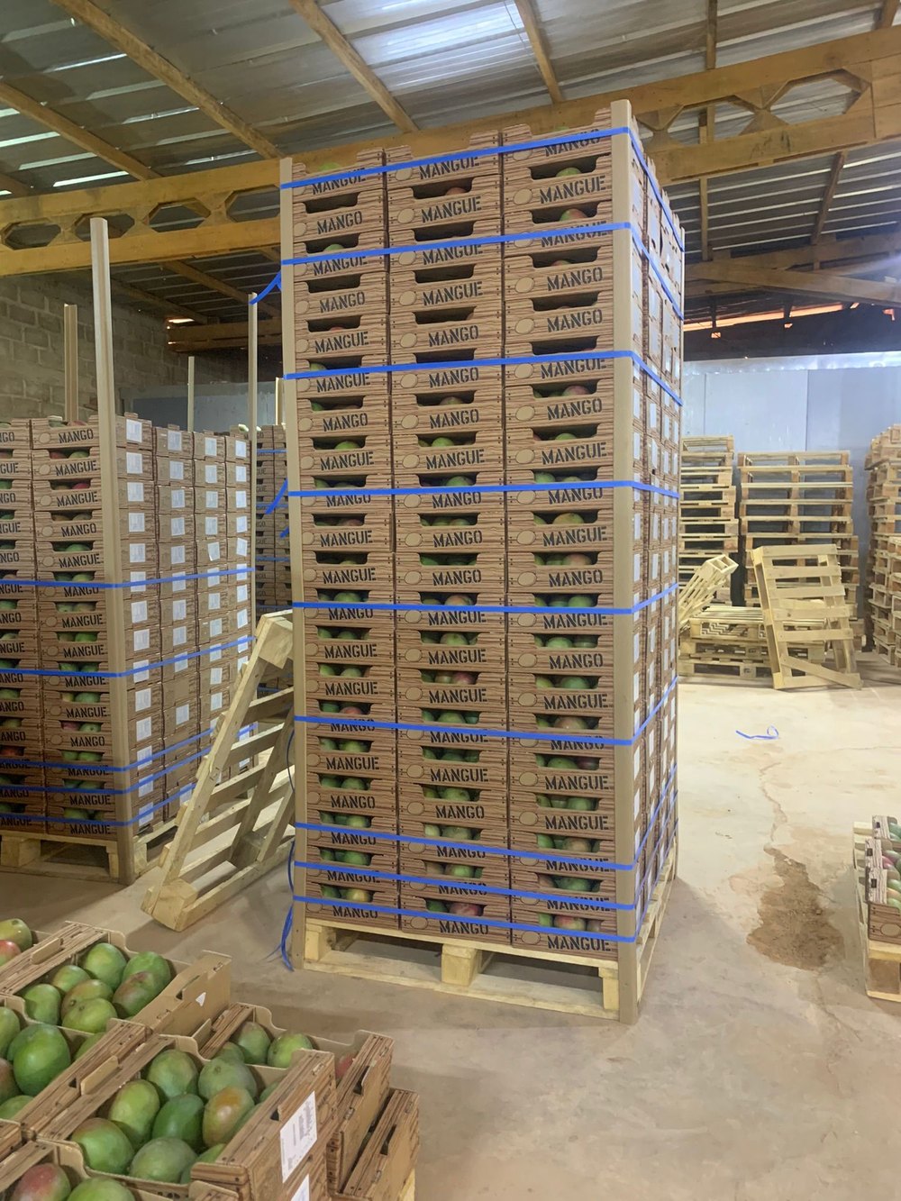 Loading a reefer container with palletised mango