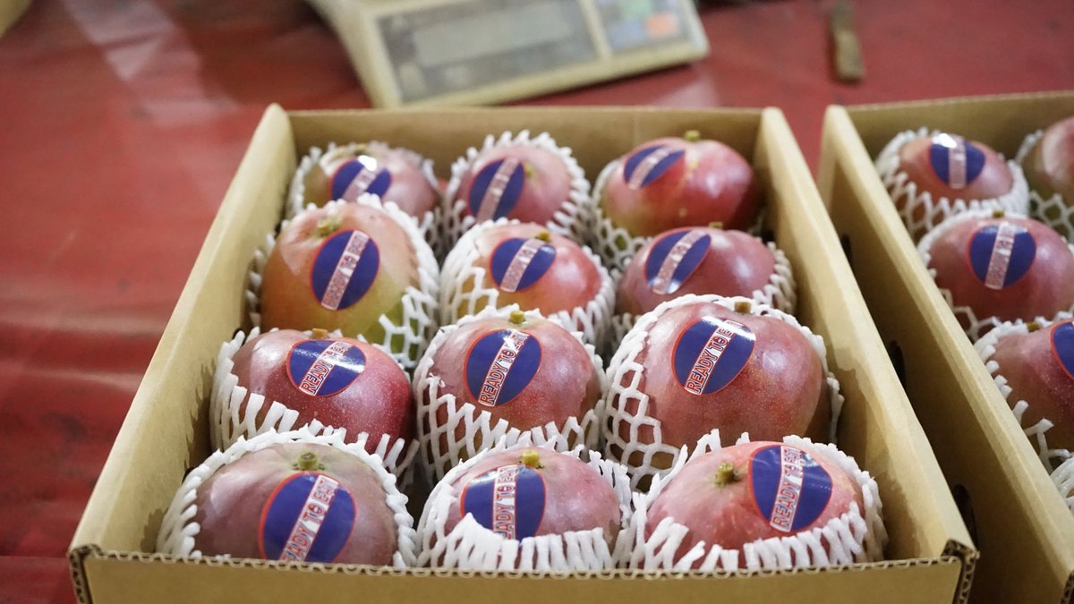 4 kg mango export cartons ready for palletisation