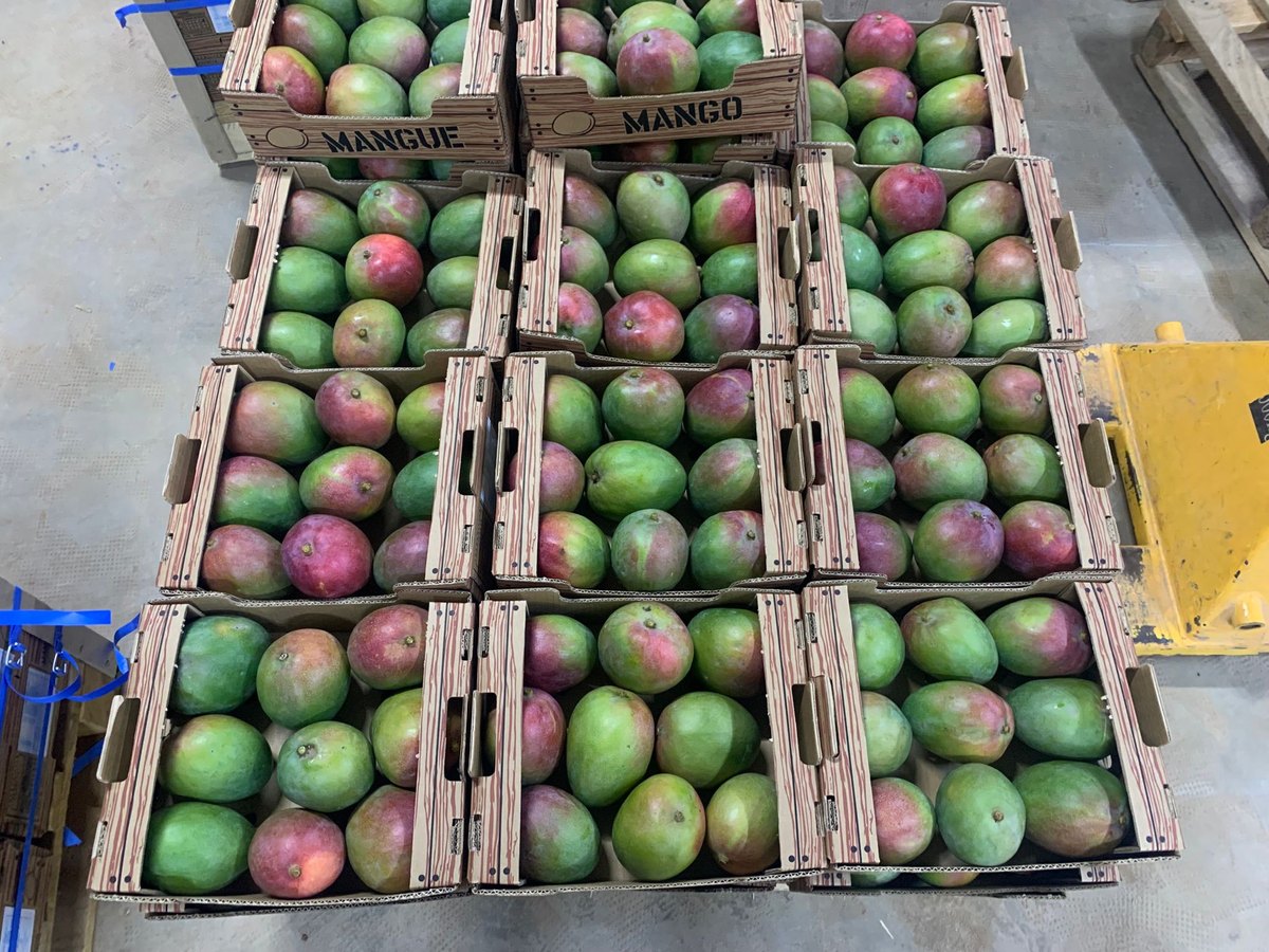Sorted export mango by variety and calibre